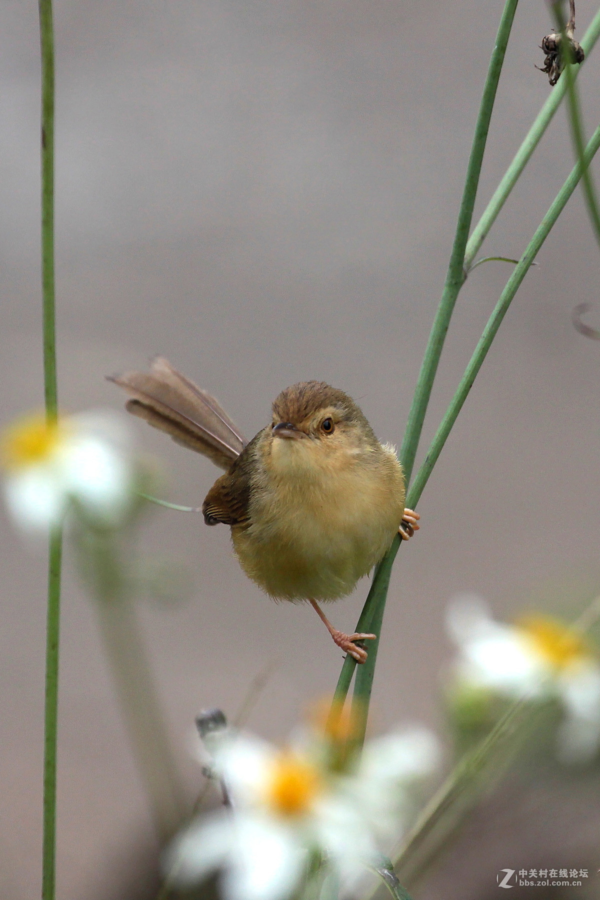 鸟要找食鸟要飞