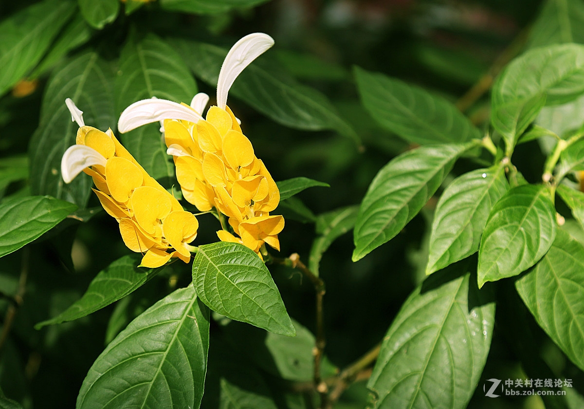 飞黄腾达金苞花