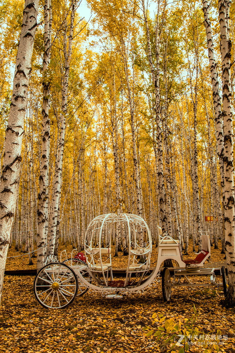 额尔古纳白桦林