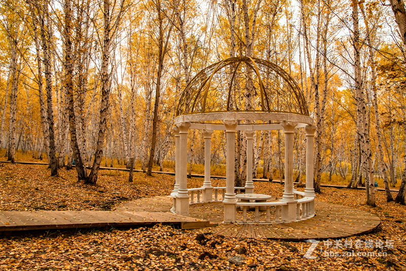 额尔古纳白桦林