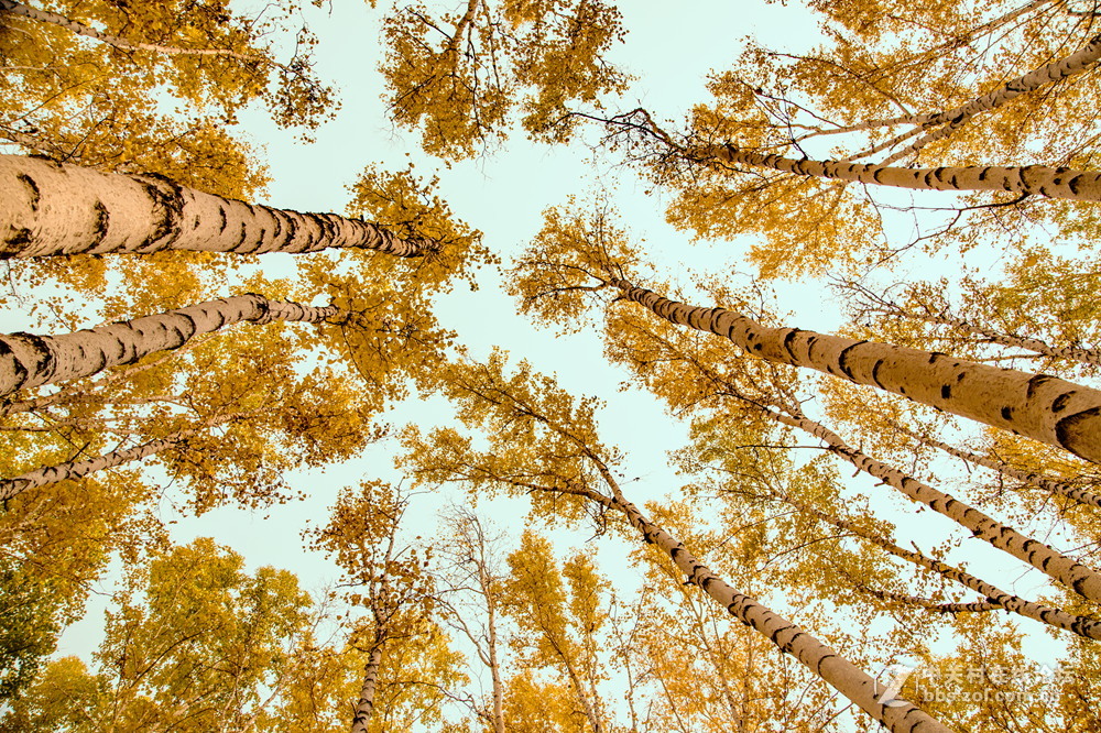 额尔古纳白桦林