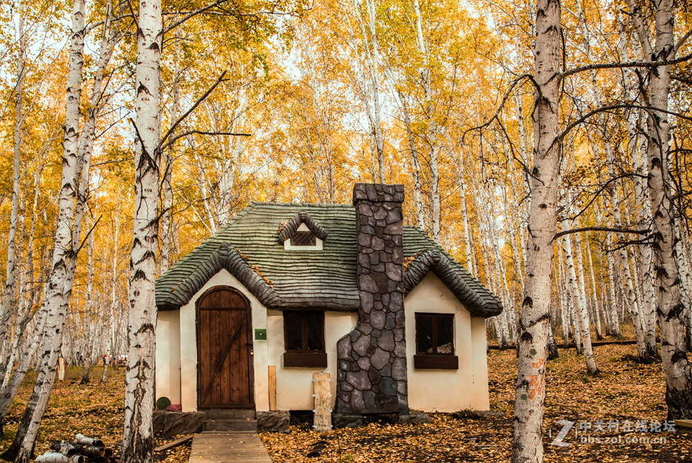 额尔古纳白桦林