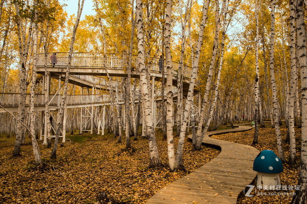 额尔古纳白桦林