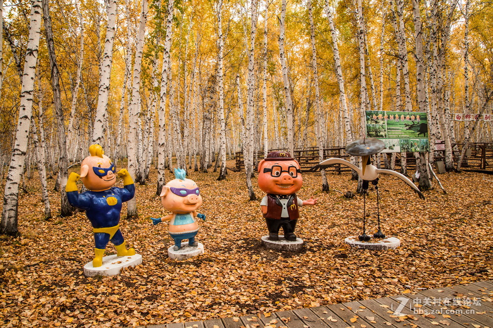 额尔古纳白桦林