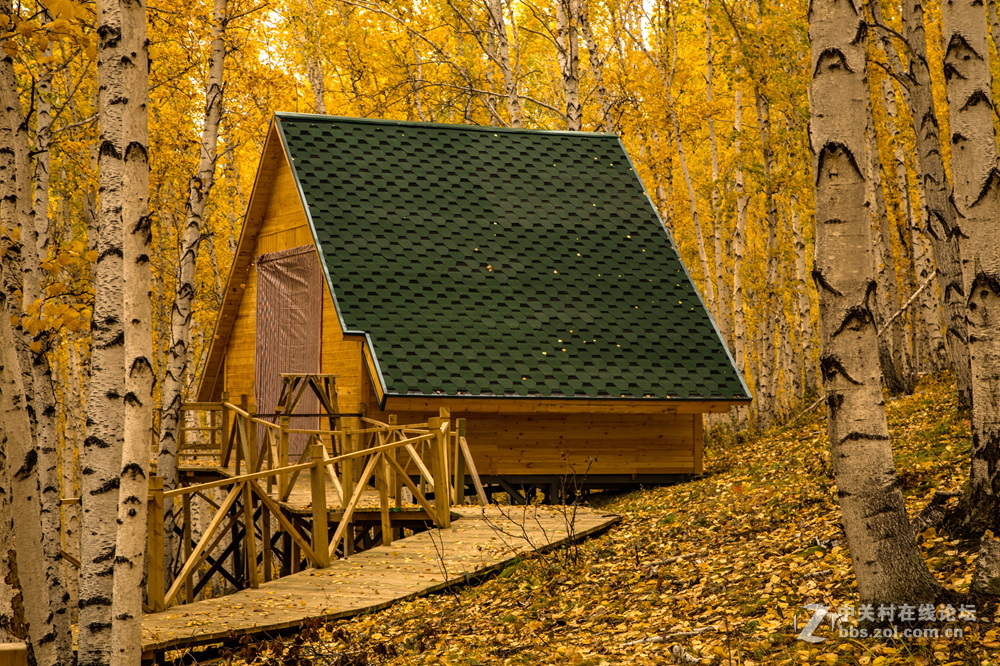 额尔古纳白桦林