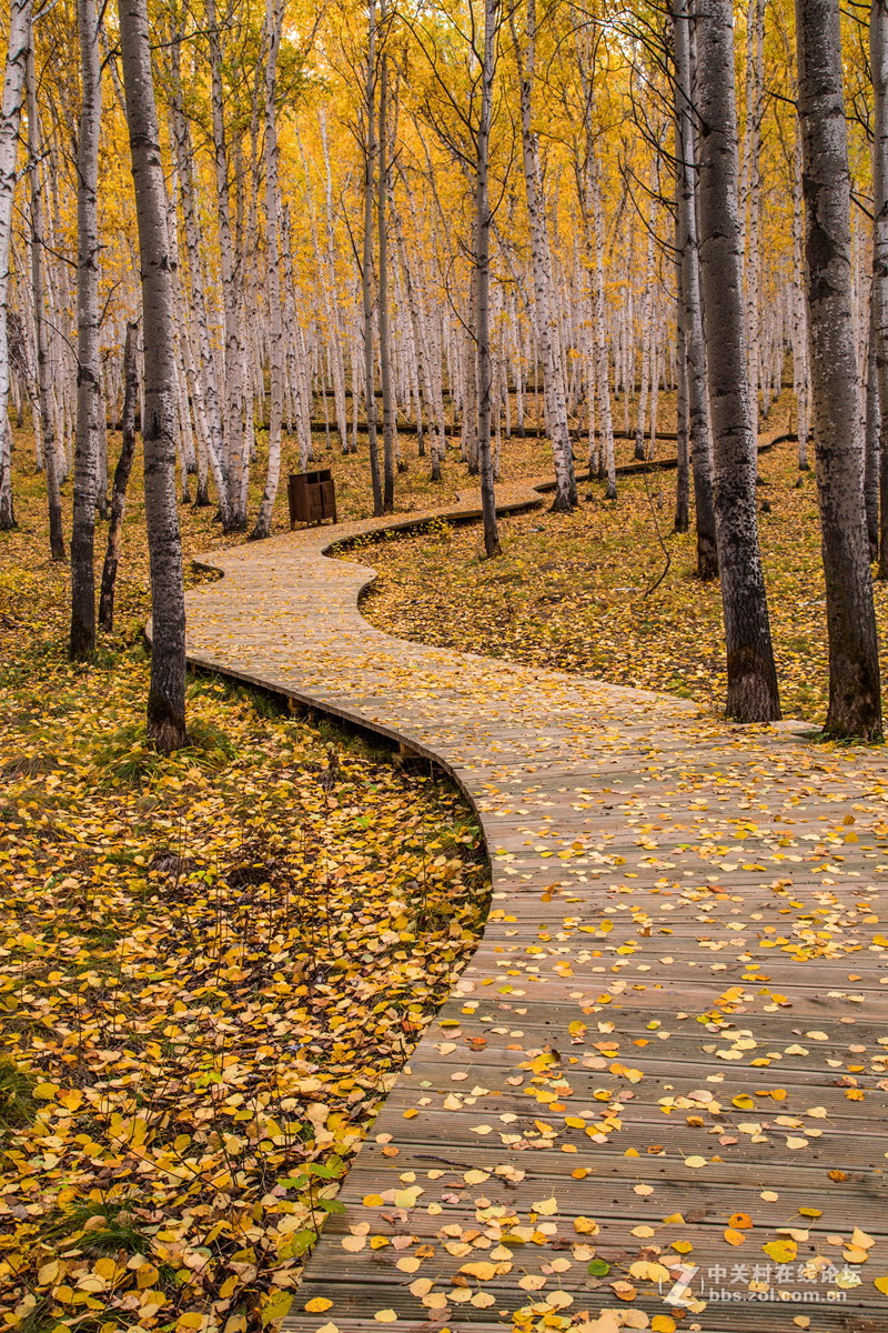 额尔古纳白桦林