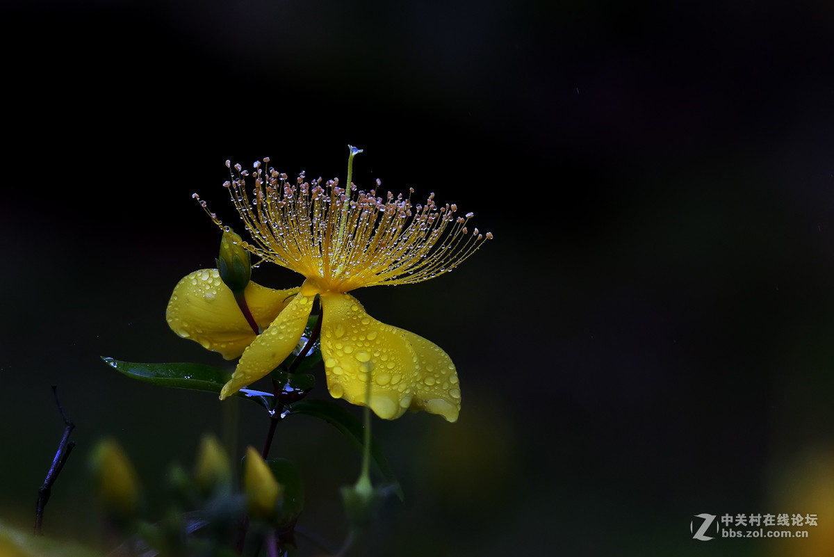 毛毛细雨中的金丝桃6