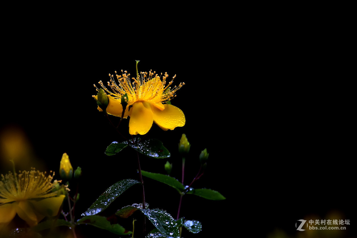 毛毛细雨中的金丝桃6