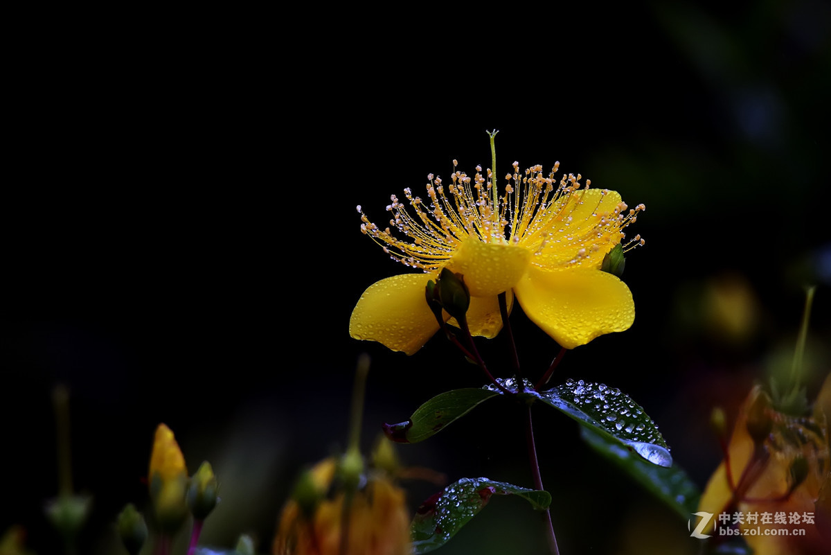 毛毛细雨中的金丝桃6