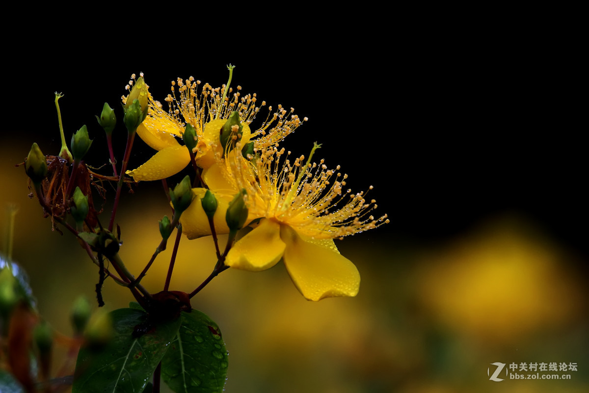毛毛细雨中的金丝桃6