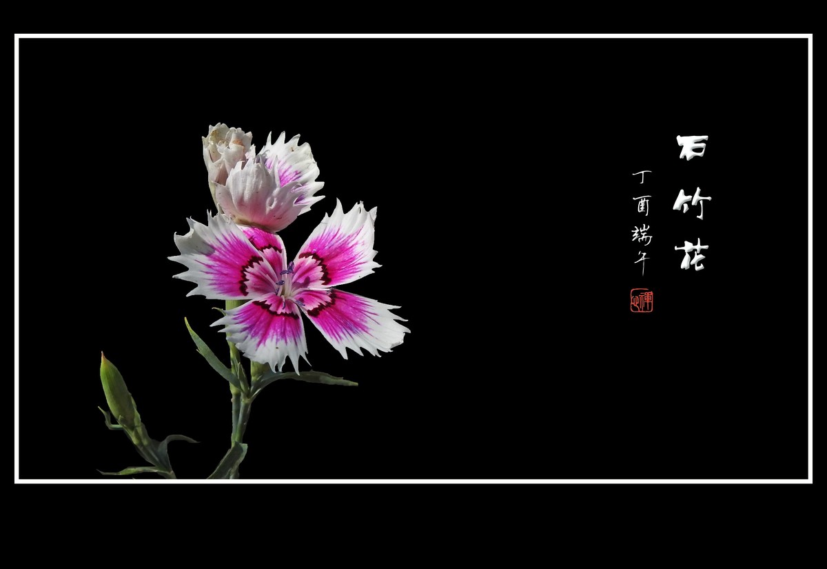 五彩缤纷的石竹花
