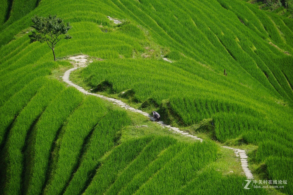 广西龙脊梯田 请各位指教