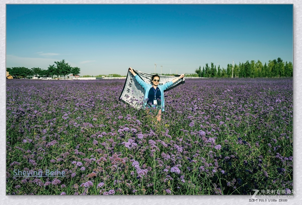 腾格里沙漠湿地 .金沙岛-续