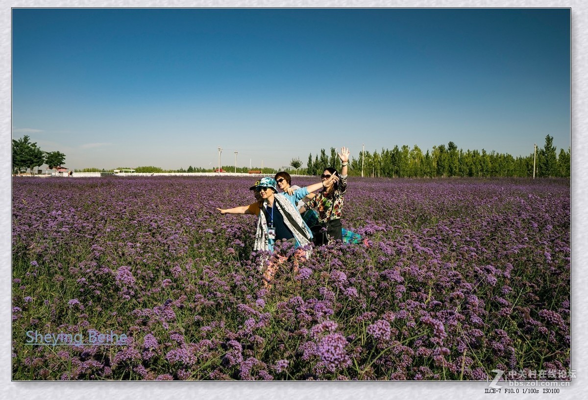 腾格里沙漠湿地 .金沙岛-续