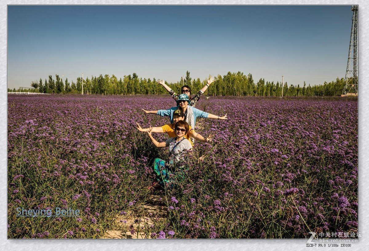 腾格里沙漠湿地 .金沙岛-续