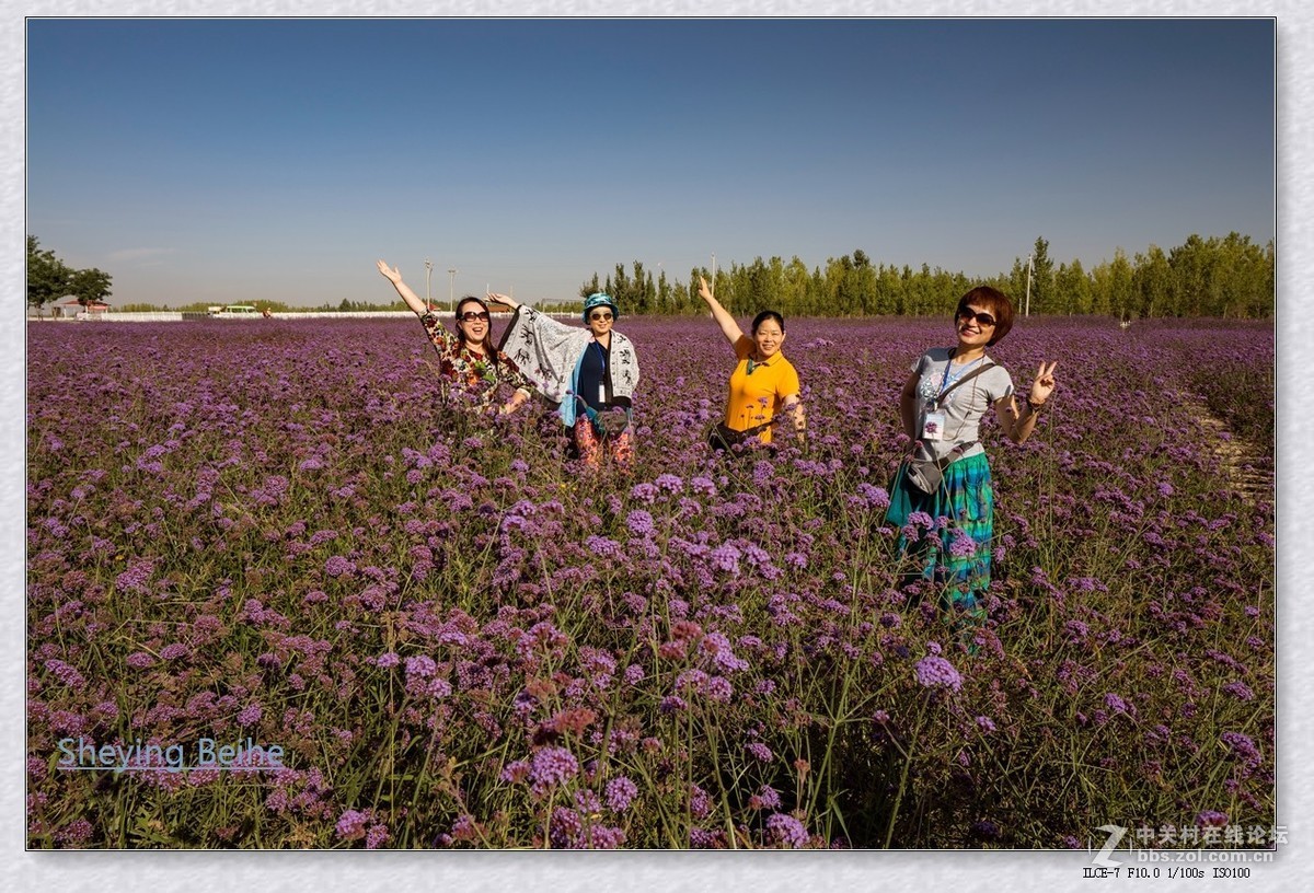 腾格里沙漠湿地 .金沙岛-续