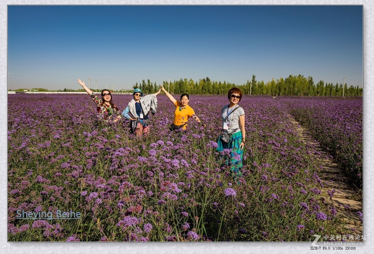 腾格里沙漠湿地 .金沙岛-续