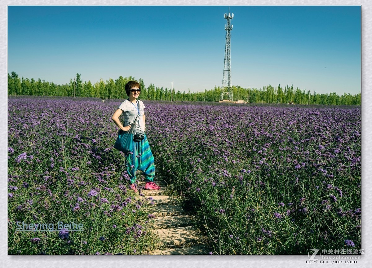 腾格里沙漠湿地 .金沙岛-续