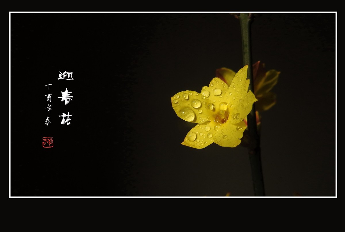 一组去年的迎春花