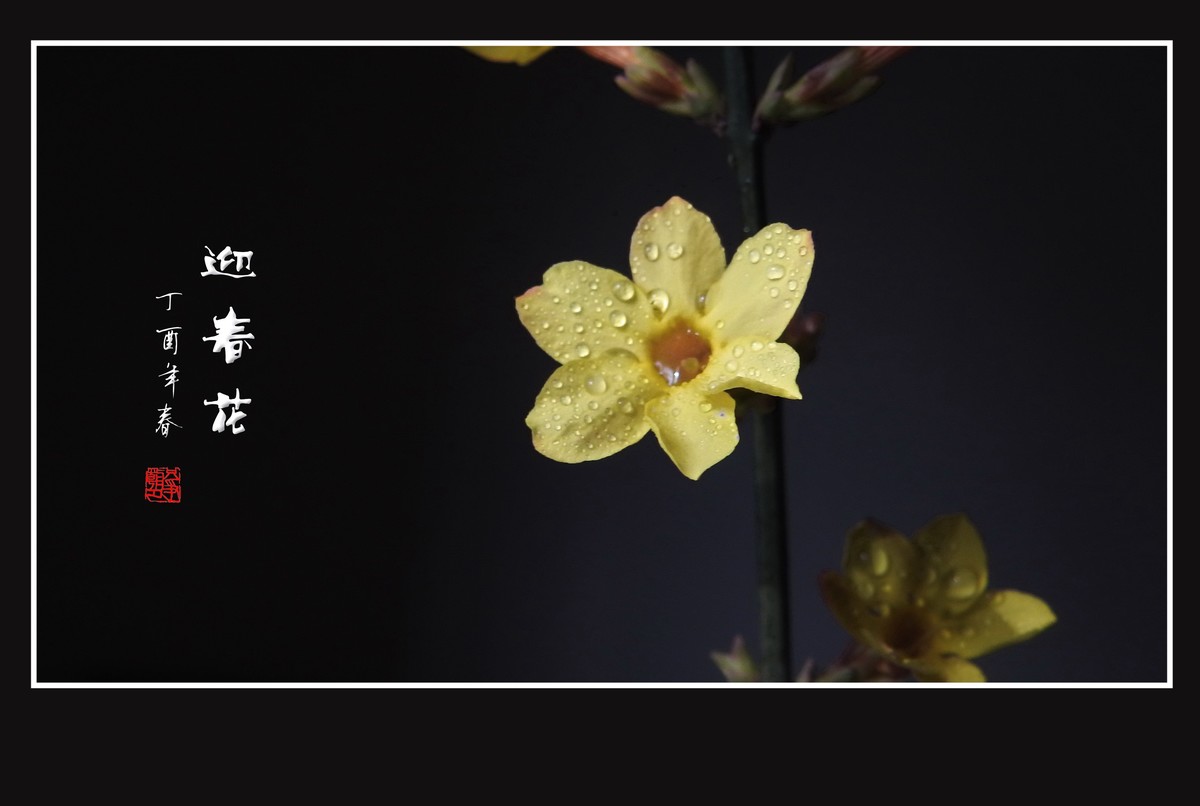 一组去年的迎春花