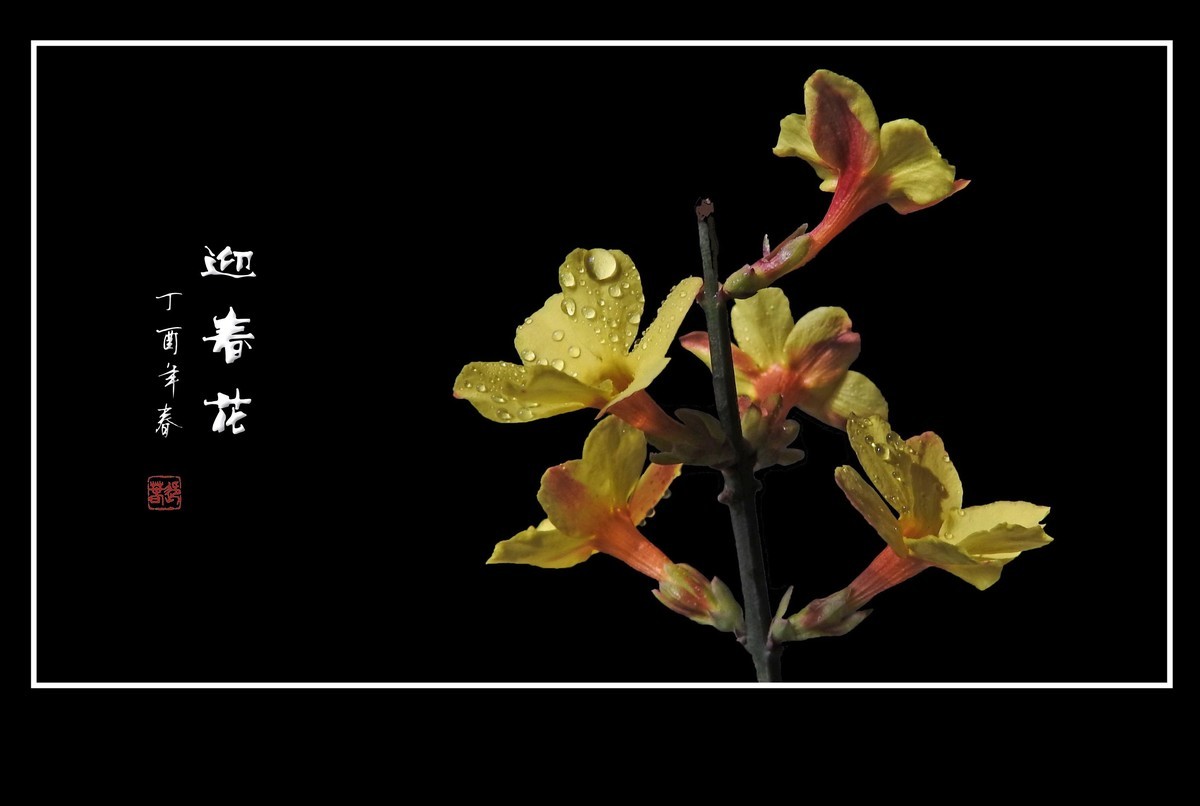 一组去年的迎春花