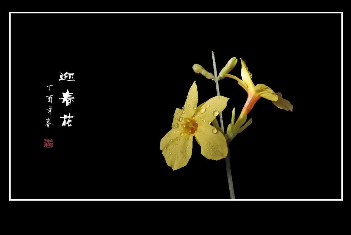 一组去年的迎春花