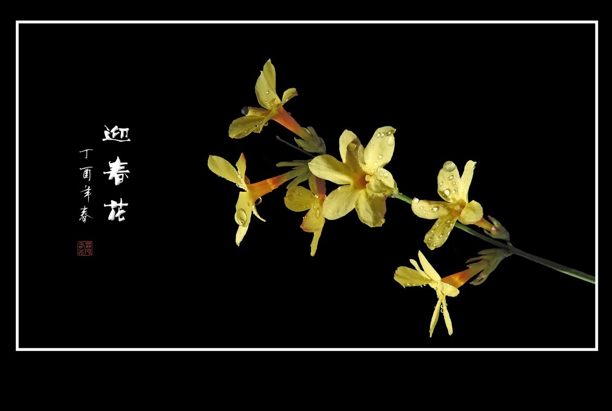 一组去年的迎春花