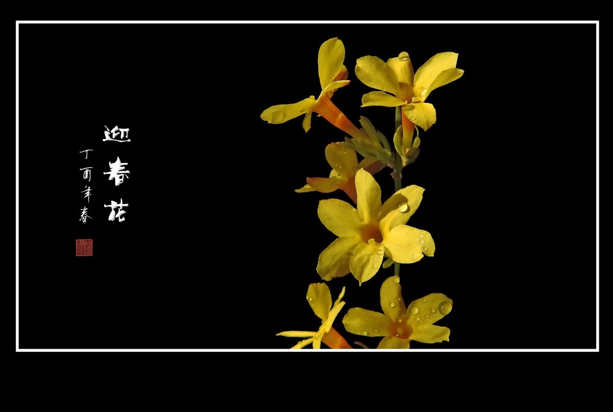 一组去年的迎春花