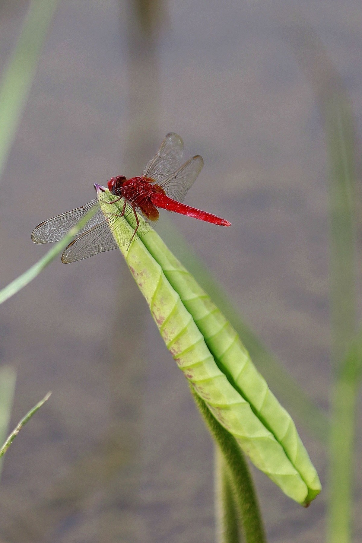 5d4+爱死小白兔试机