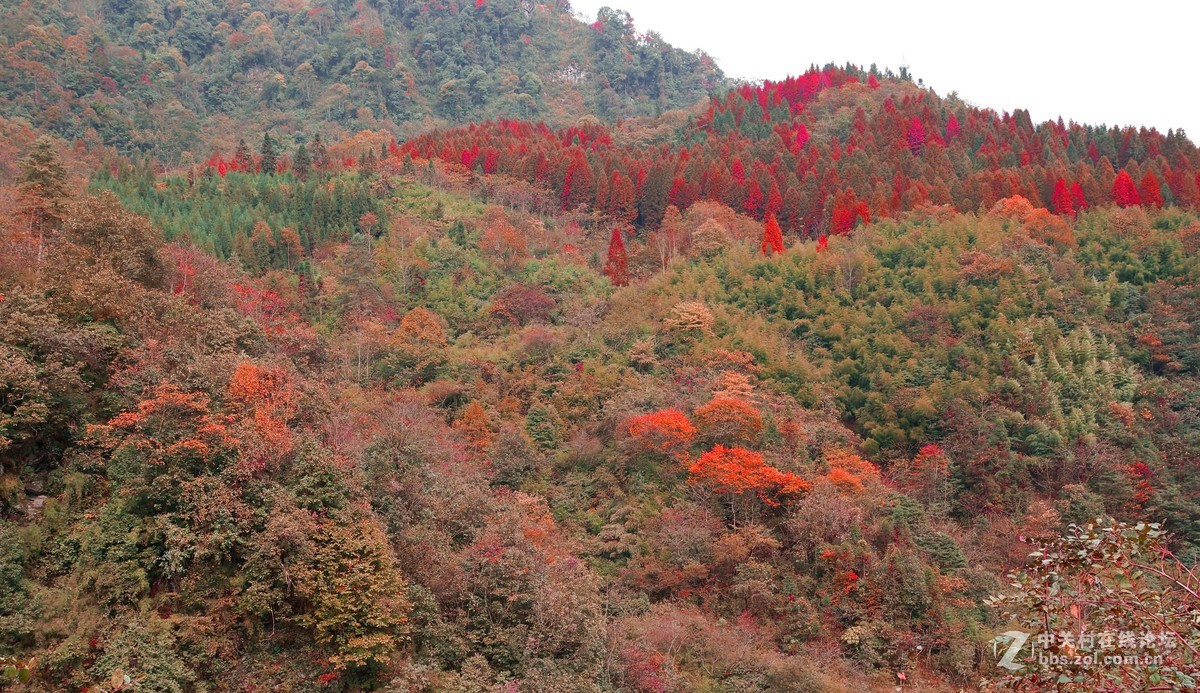 崇州鸡冠山的彩林