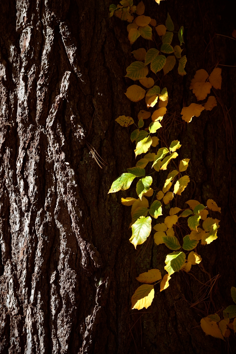 休闲随拍（194）