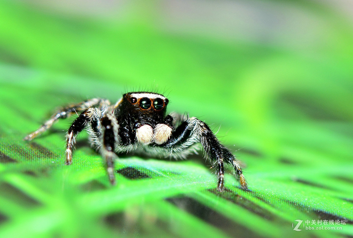 凶恶的黑色跳蛛