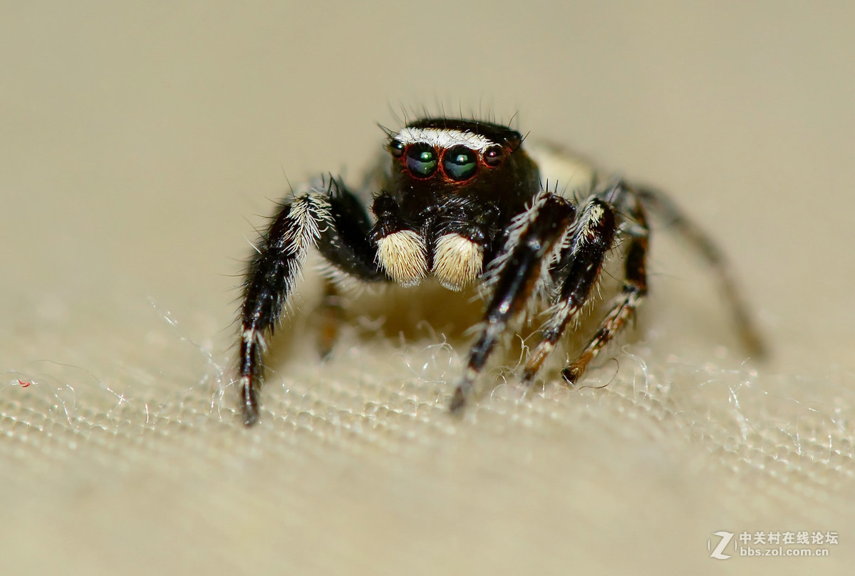 凶恶的黑色跳蛛