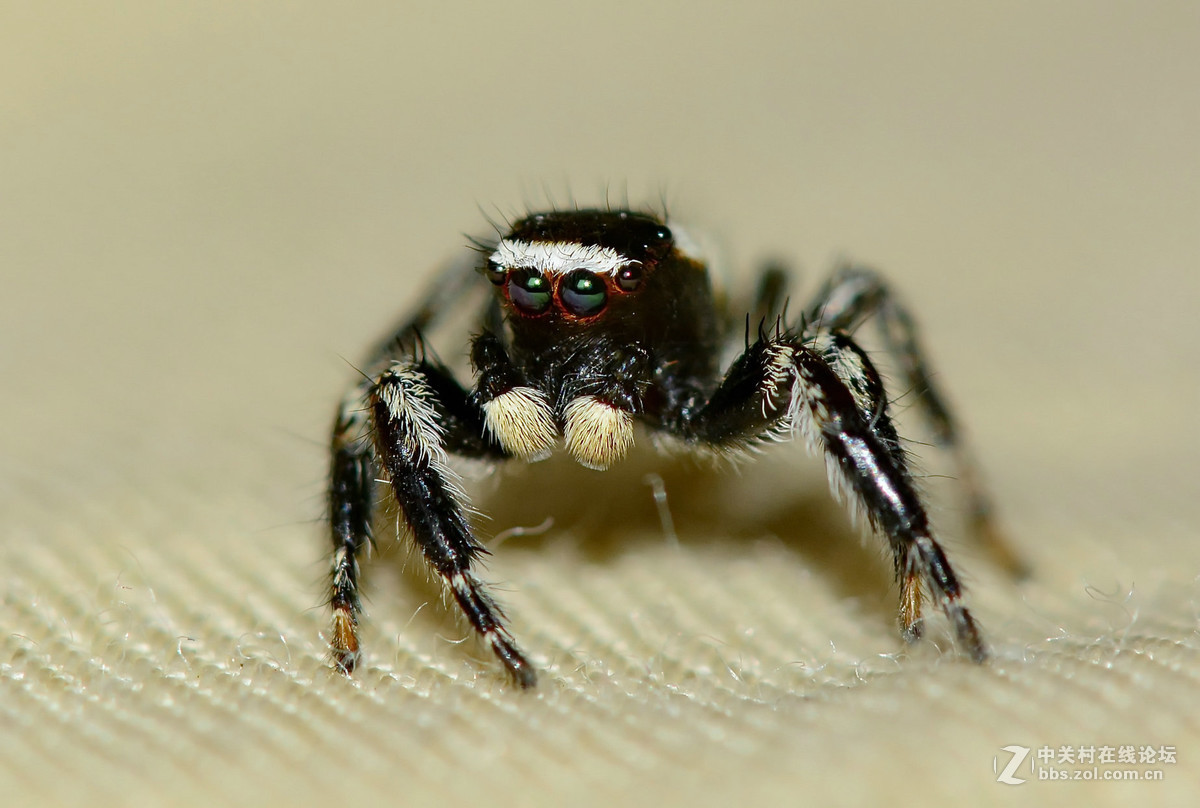 凶恶的黑色跳蛛