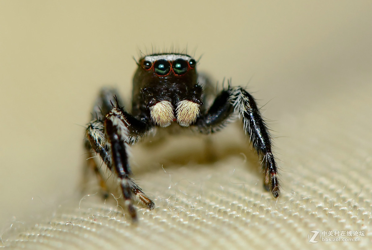 凶恶的黑色跳蛛