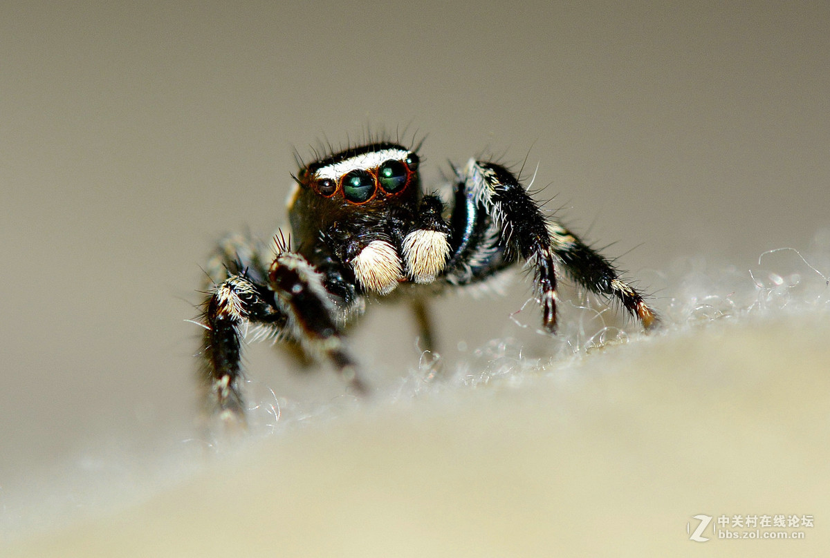 凶恶的黑色跳蛛