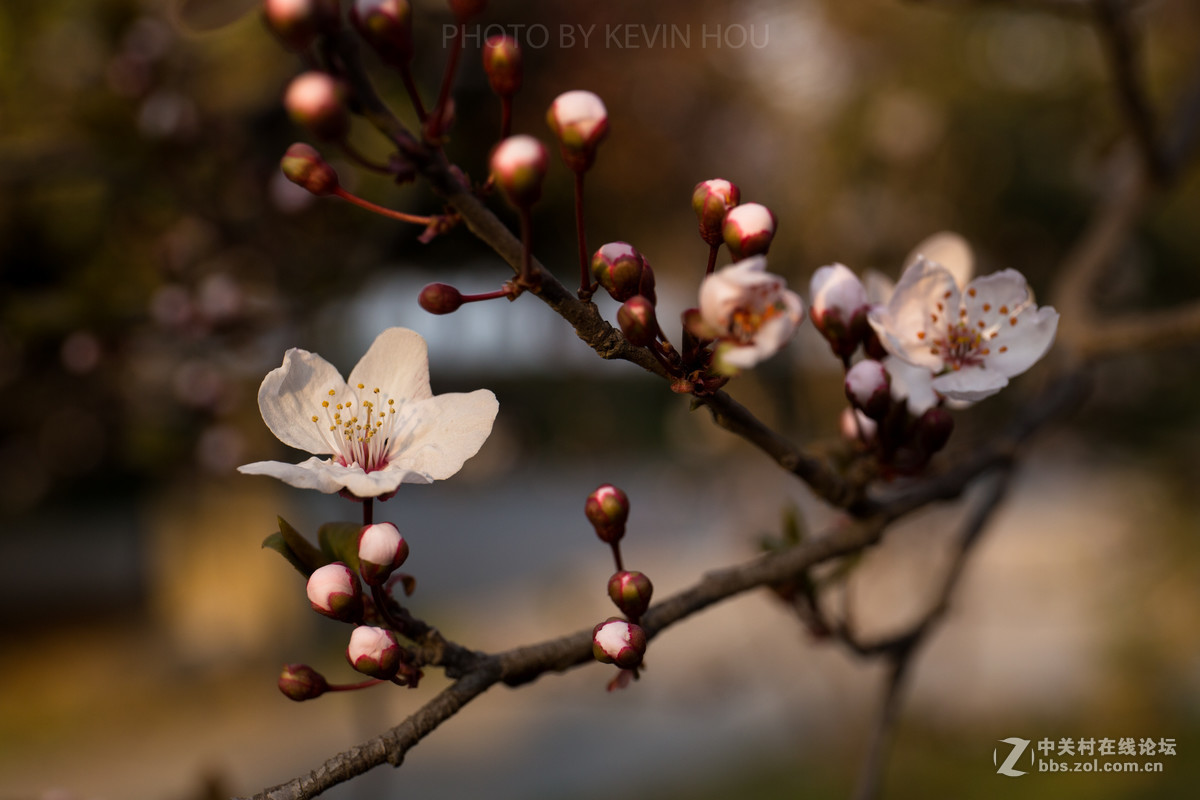 #佳能月赛-与佳能一起去踏青#  春暖花开惹人醉