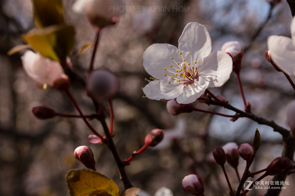 #佳能月赛-与佳能一起去踏青#  春暖花开惹人醉