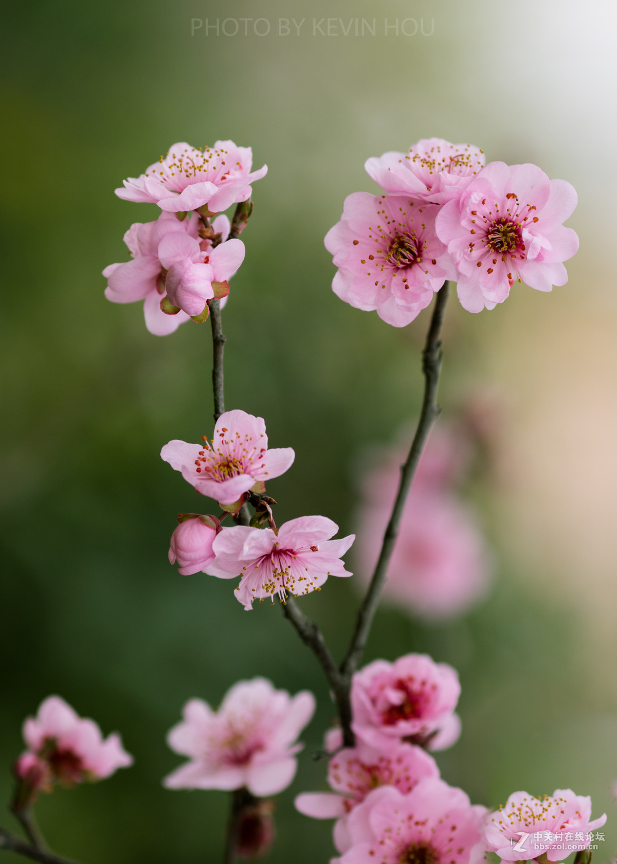 #佳能月赛-与佳能一起去踏青#  春暖花开惹人醉