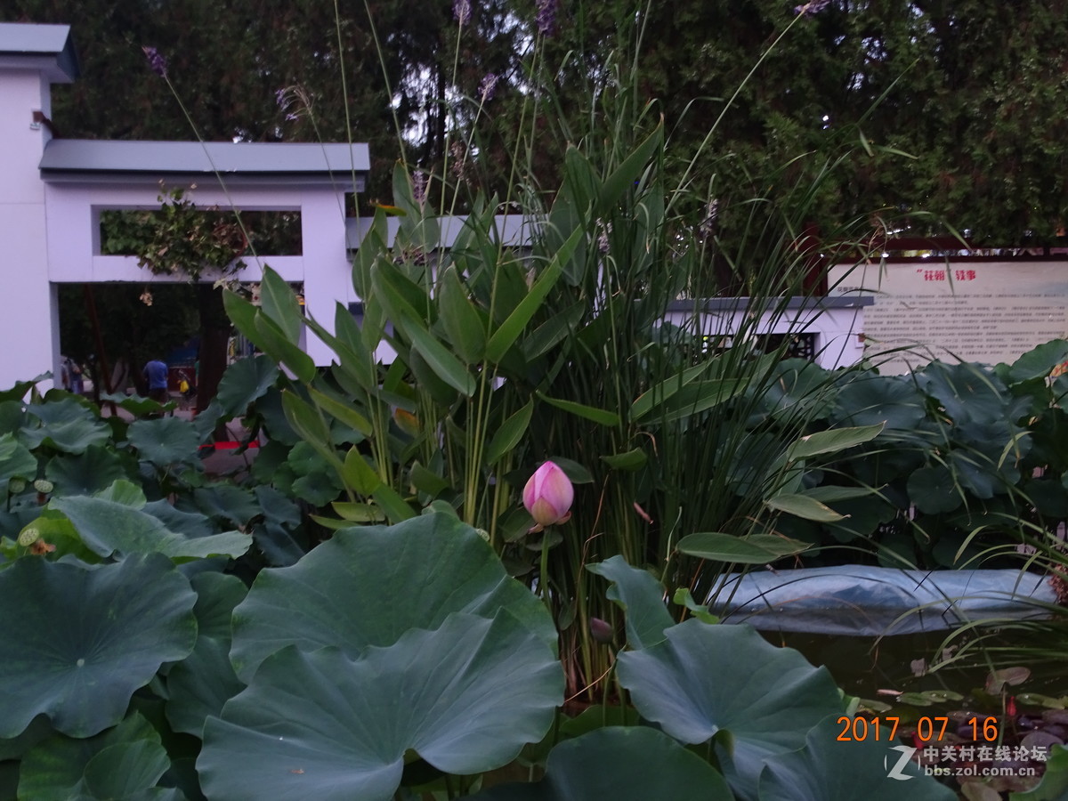 17年郑州紫荆山公园荷花节