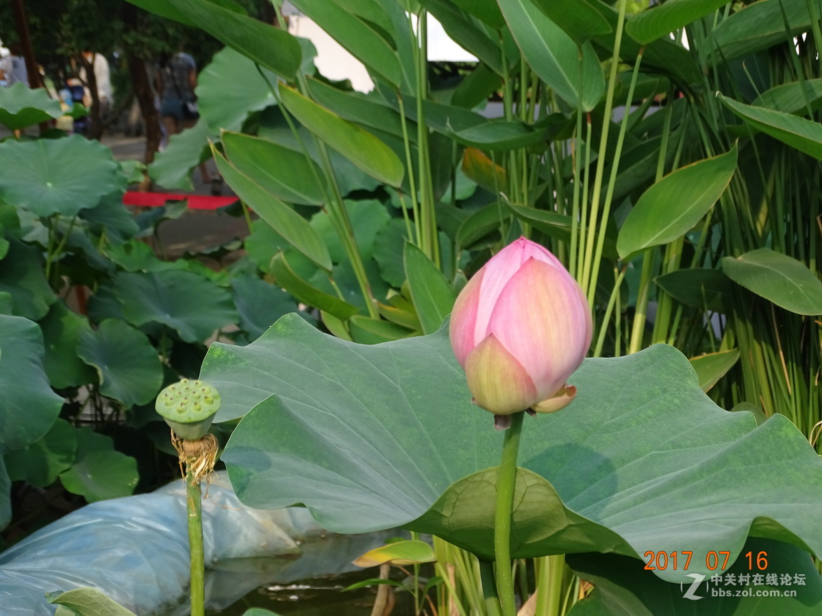 17年郑州紫荆山公园荷花节