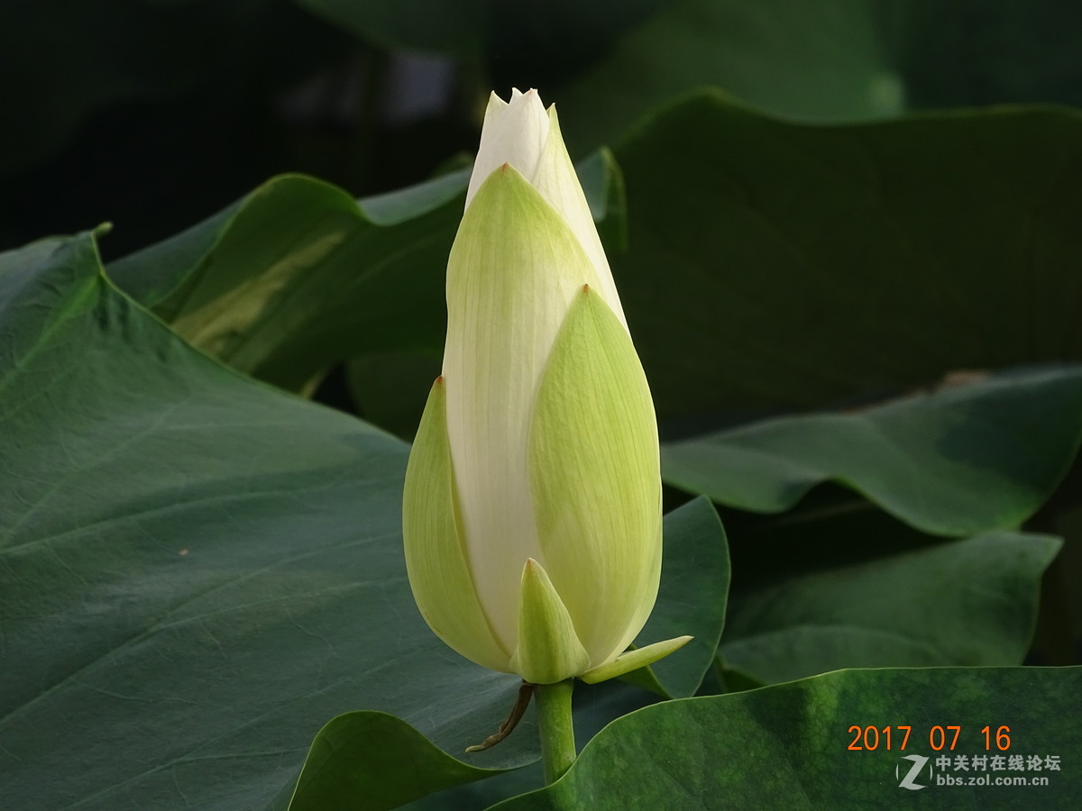 17年郑州紫荆山公园荷花节