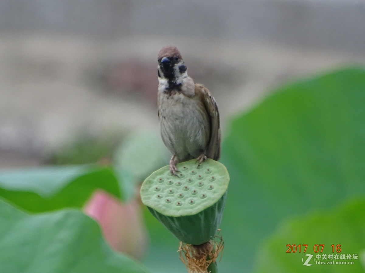 17年郑州紫荆山公园荷花节