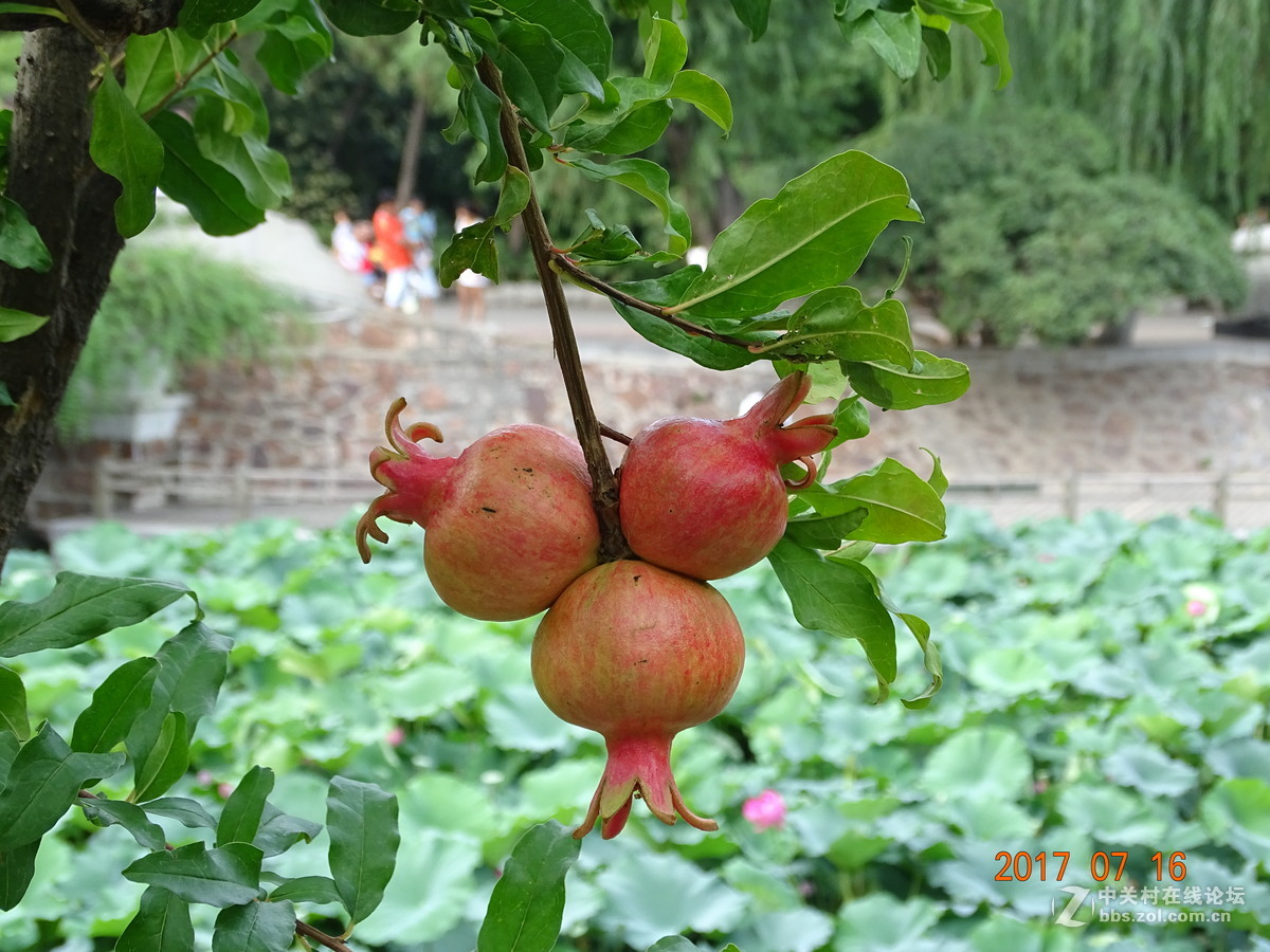 17年郑州紫荆山公园荷花节