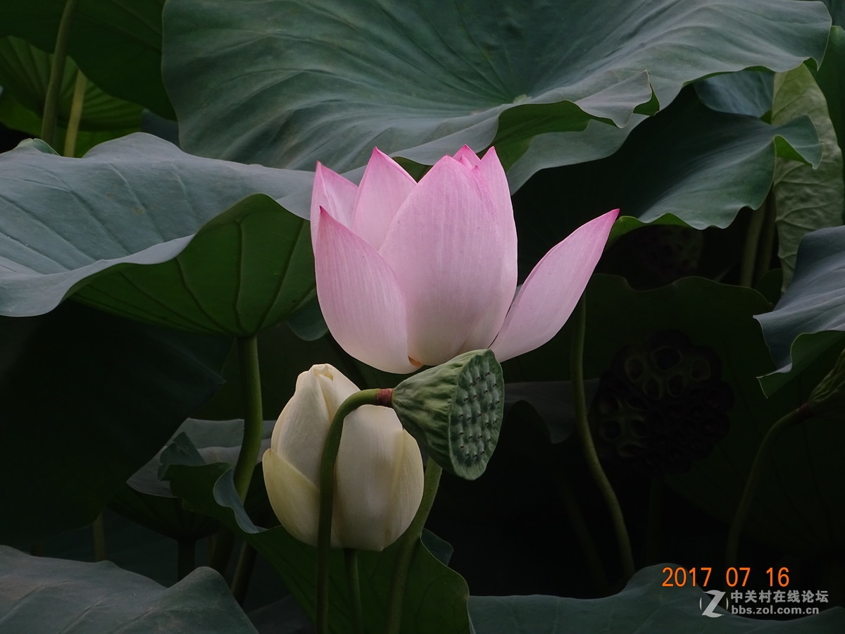 17年郑州紫荆山公园荷花节