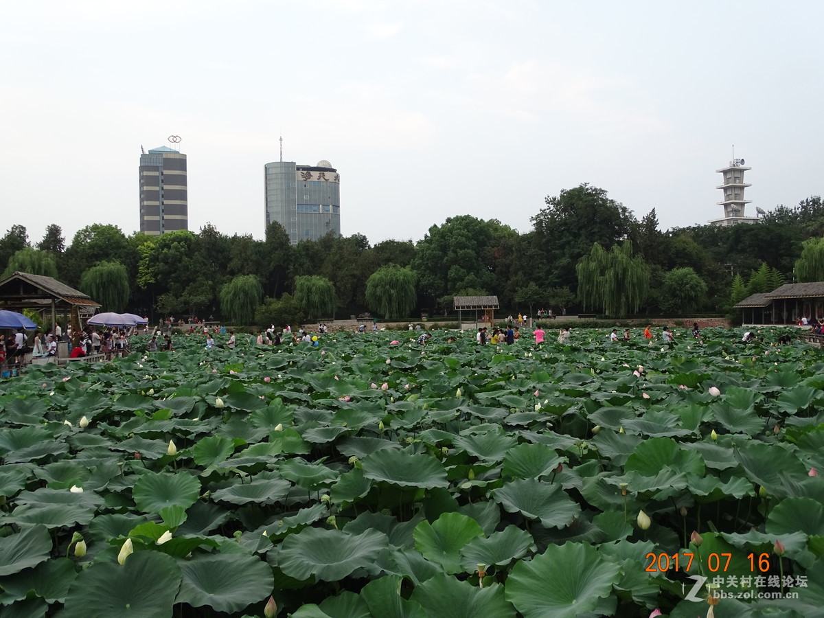 17年郑州紫荆山公园荷花节