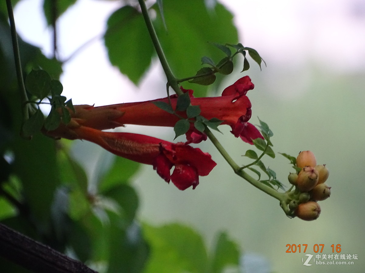 17年郑州紫荆山公园荷花节