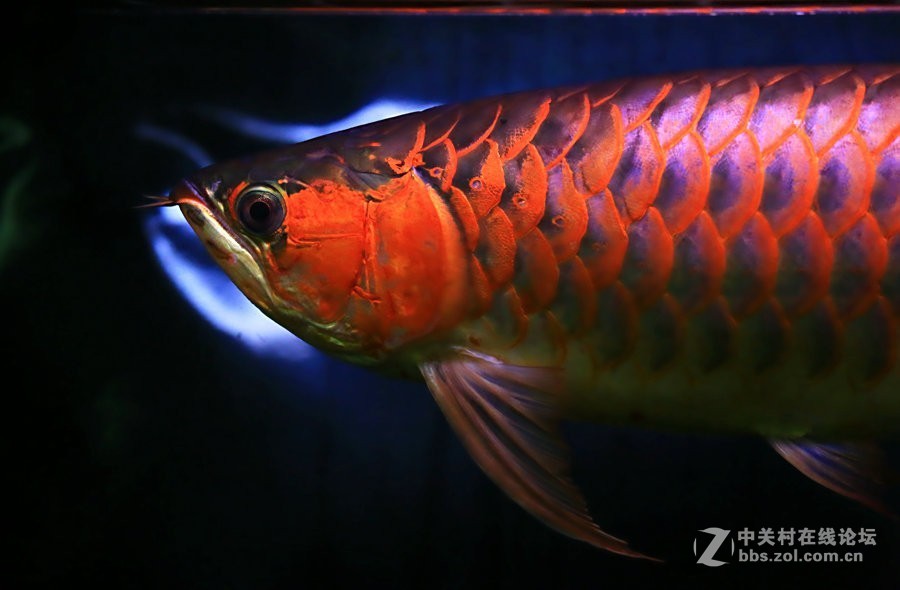 价值上万元的金龙鱼!-中关村在线摄影论坛