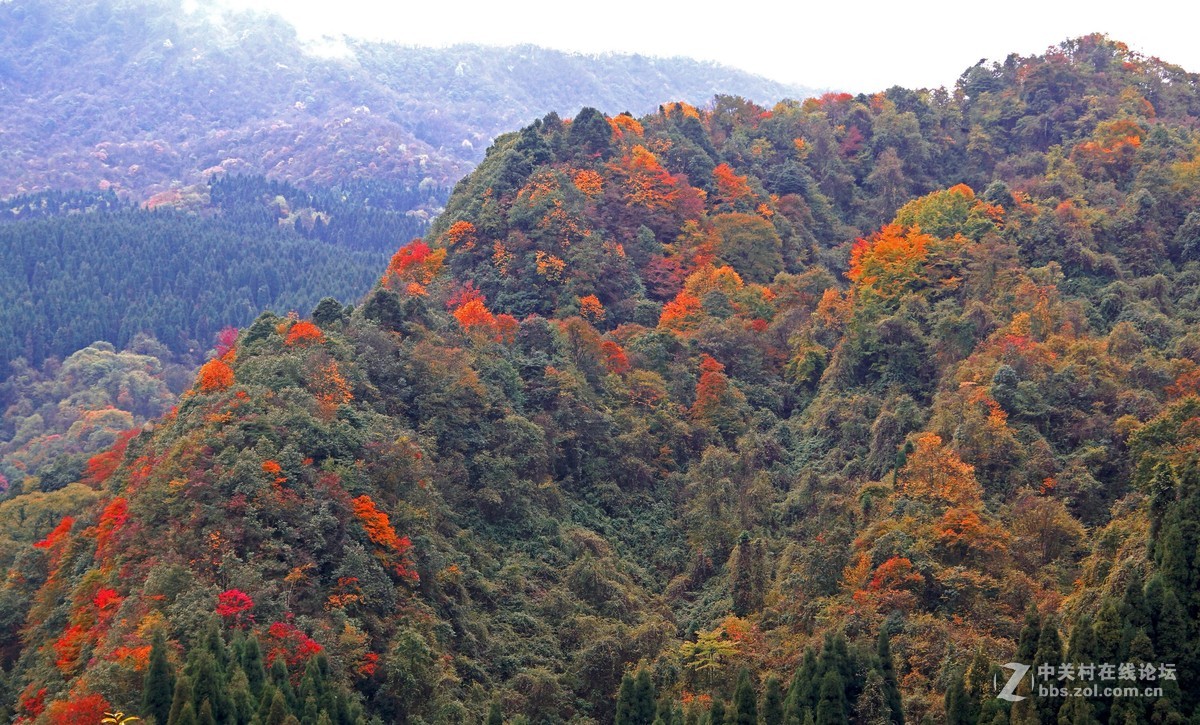 崇州鸡冠山的彩林