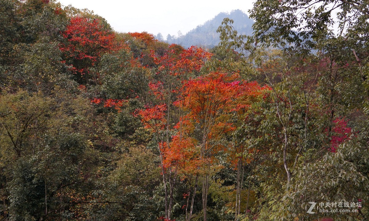 崇州鸡冠山的彩林